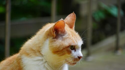 Orange and White Cat Profile Close-Up 4K Desktop Wallpaper