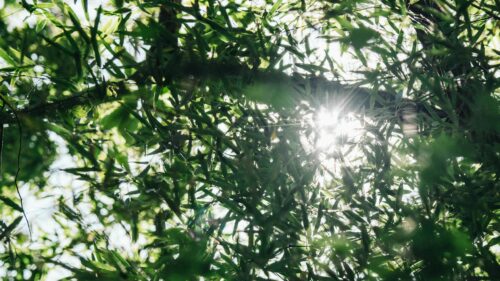 Sunlight Filtering Through Green Bamboo Leaves 4K Wallpaper