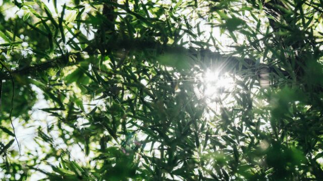 Sunlight Filtering Through Green Bamboo Leaves 4K Wallpaper
