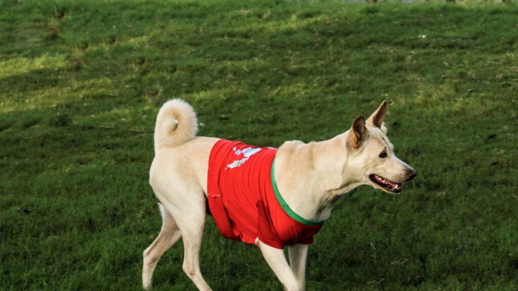 Alert Cream Dog Wearing a Red Shirt on a Sunny Grass Field Desktop Wallpaper