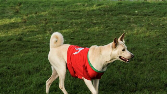 Alert Cream Dog Wearing a Red Shirt on a Sunny Grass Field Desktop Wallpaper