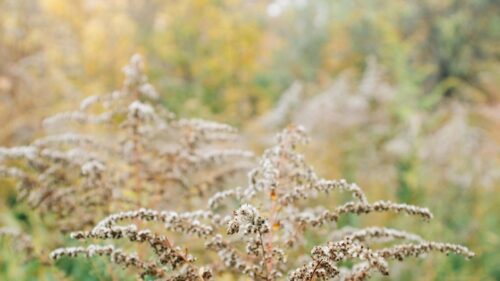 Soft Golden Autumn Meadow Dried Flowers Desktop Wallpaper