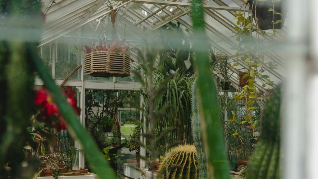 Serene Greenhouse Botanical Oasis with Cacti and Hanging Plants 4K Wallpaper