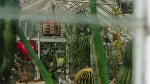 Serene Greenhouse Botanical Oasis with Cacti and Hanging Plants 4K Wallpaper