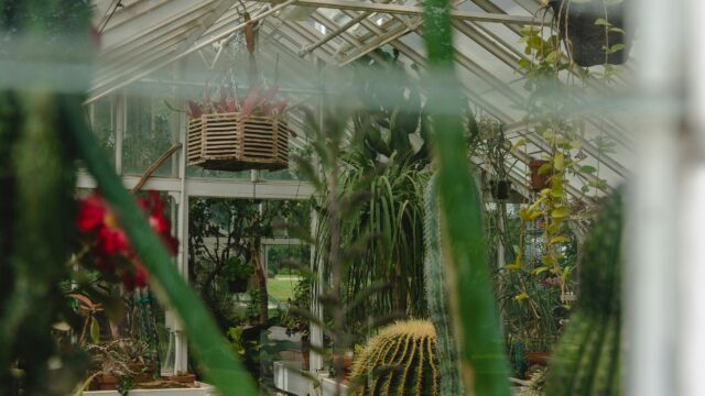 Serene Greenhouse Botanical Oasis with Cacti and Hanging Plants 4K Wallpaper
