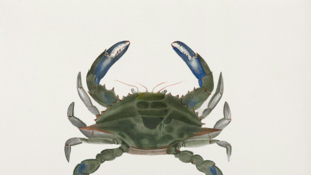 Minimalist Watercolor Blue Crab Marine Life 4K Desktop Wallpaper