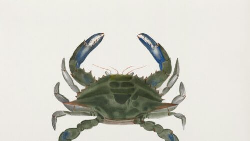 Minimalist Watercolor Blue Crab Marine Life 4K Desktop Wallpaper
