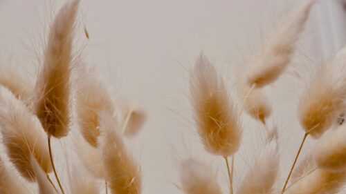 Soft Dried Bunny Tail Grass Aesthetic Minimalist Desktop Wallpaper