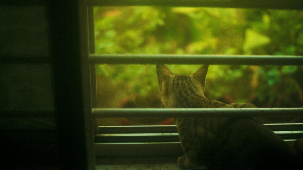 Lonely Cat Gazing Out of Window Green Garden View Desktop Wallpaper