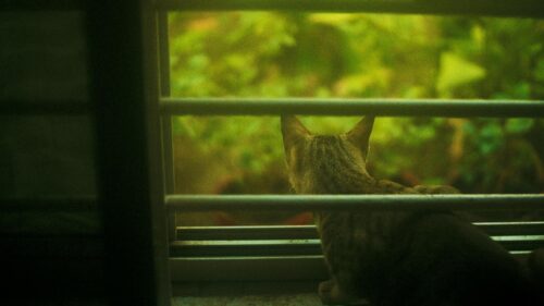 Lonely Cat Gazing Out of Window Green Garden View Desktop Wallpaper