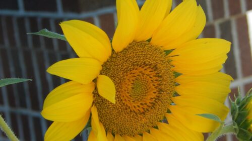Stunning Close-up Sunflower Petals and Golden Center 4K Wallpaper