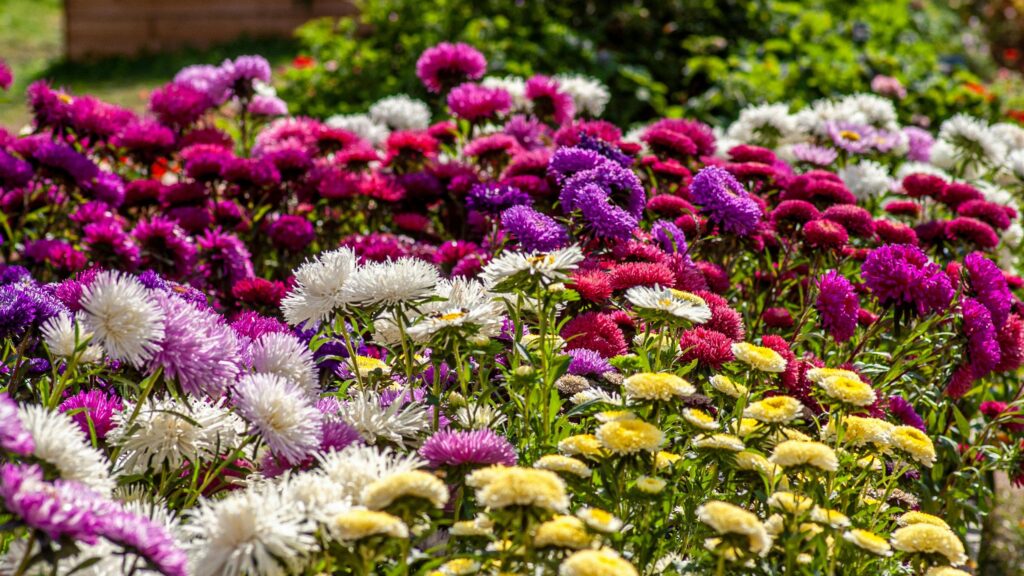 Vibrant Aster Flower Garden Meadow 4K Desktop Wallpaper