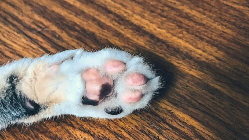 Close up Cat Paw with Pink and Black Toe Beans 4K Wallpaper