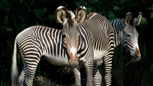 Majestic Grevy’s Zebras Standing Together 4K Desktop Wallpaper