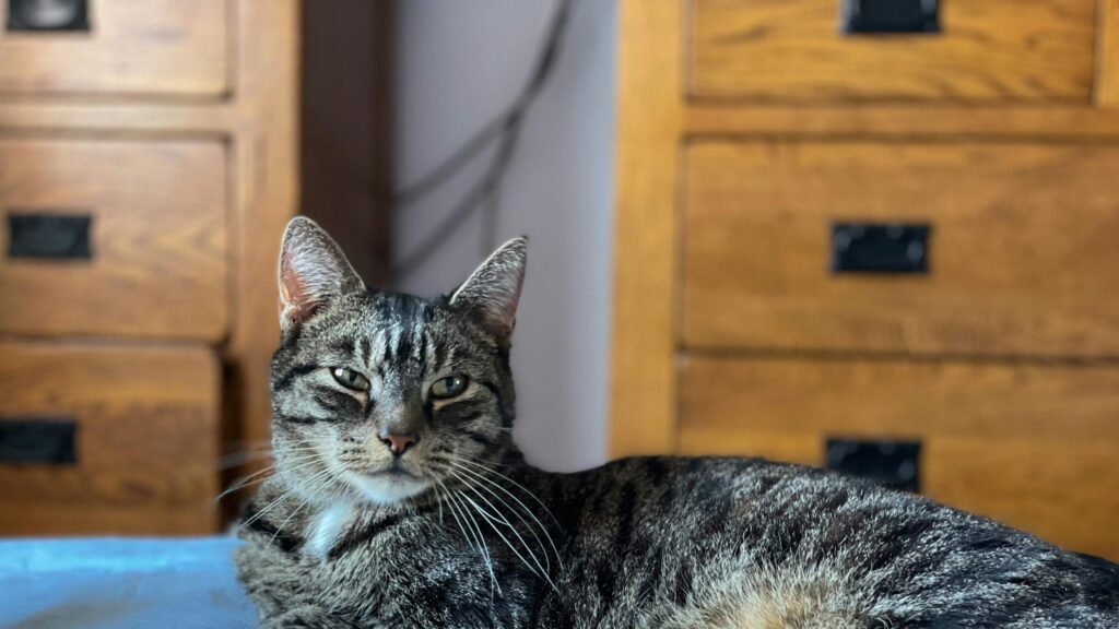 Close-up Tabby Cat Resting in Cozy Bedroom 4K Desktop Wallpaper