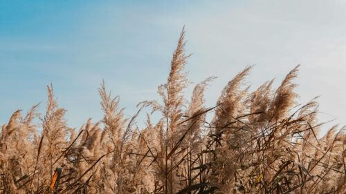 Golden Reeds Swaying Under Bright Blue Sky Desktop Wallpaper