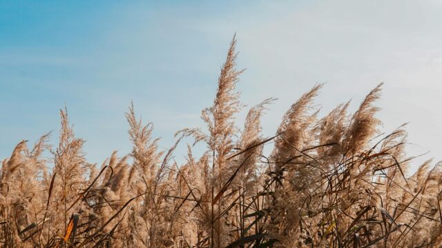 Golden Reeds Swaying Under Bright Blue Sky Desktop Wallpaper