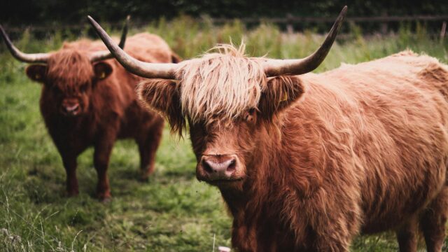 Majestic Highland Cattle Duo in Scottish Pasture 4K Wallpaper
