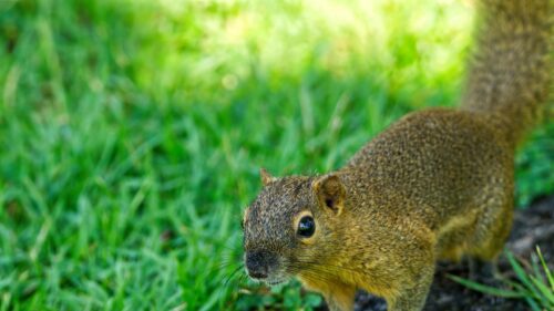 Close Up Portrait of a Cute Squirrel in the Grass Desktop Wallpaper