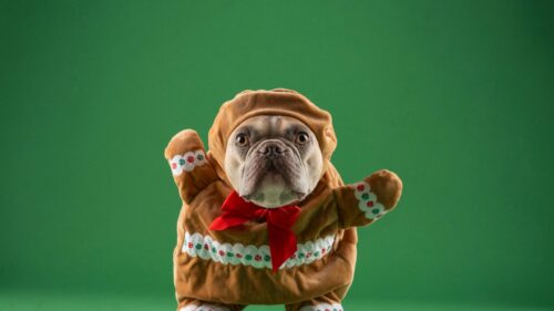 Funny French Bulldog in Gingerbread Costume Christmas Desktop Wallpaper
