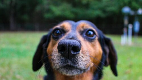 Cute Black and Tan Dog Close-up Portrait 4K Desktop Wallpaper
