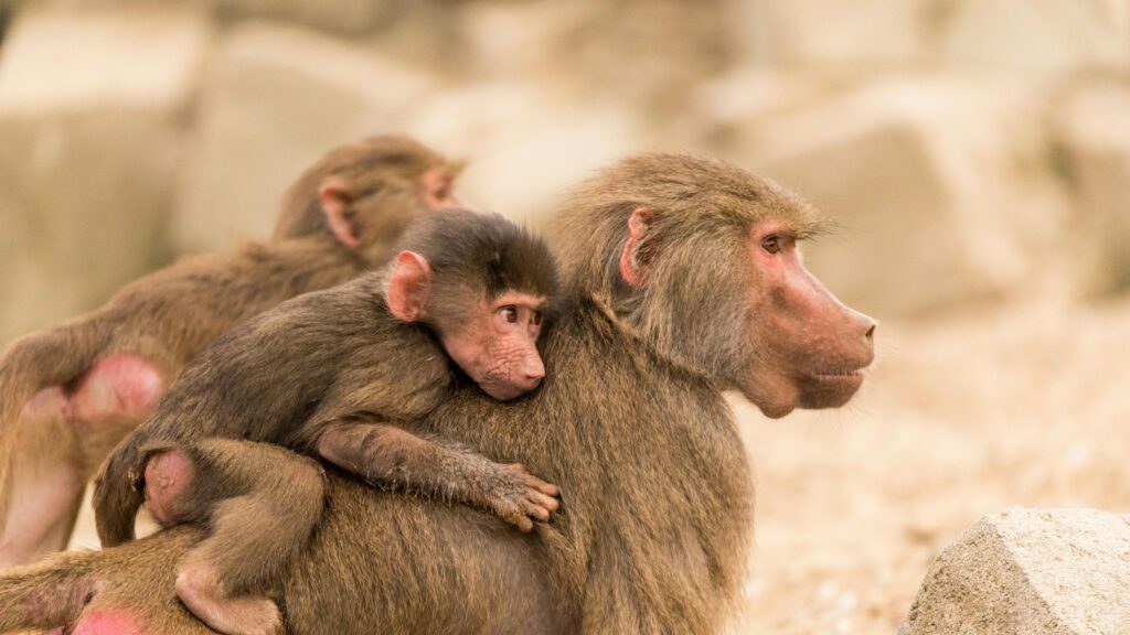 Baby Baboon Hugging Mother Animal Wildlife 4K Desktop Wallpaper