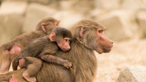 Baby Baboon Hugging Mother Animal Wildlife 4K Desktop Wallpaper