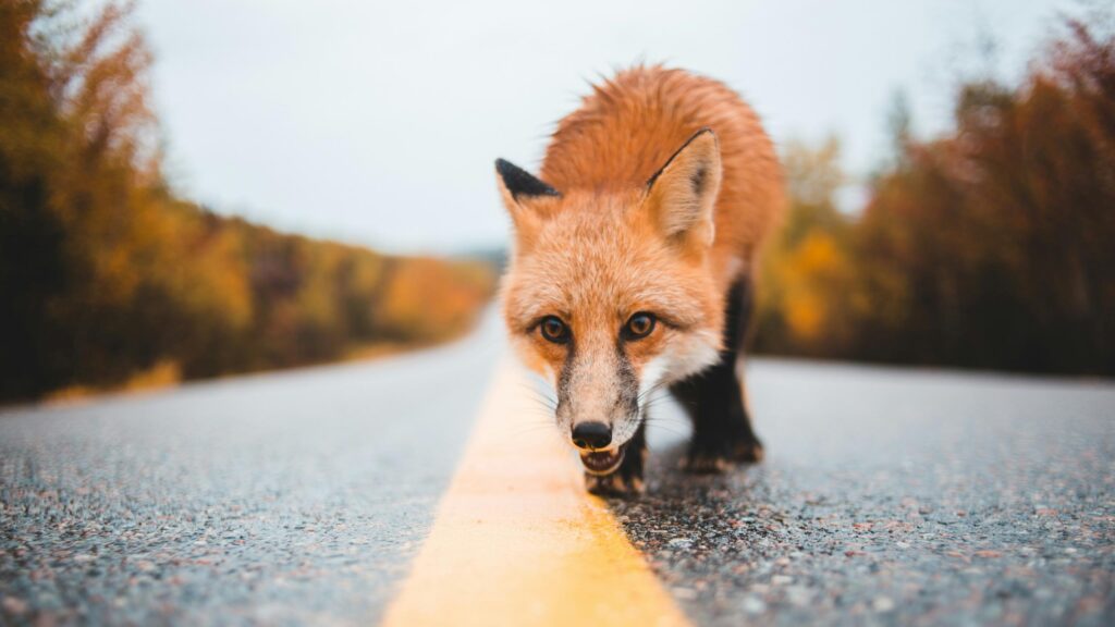 Close-up Red Fox Walking on an Autumn Road Desktop Wallpaper