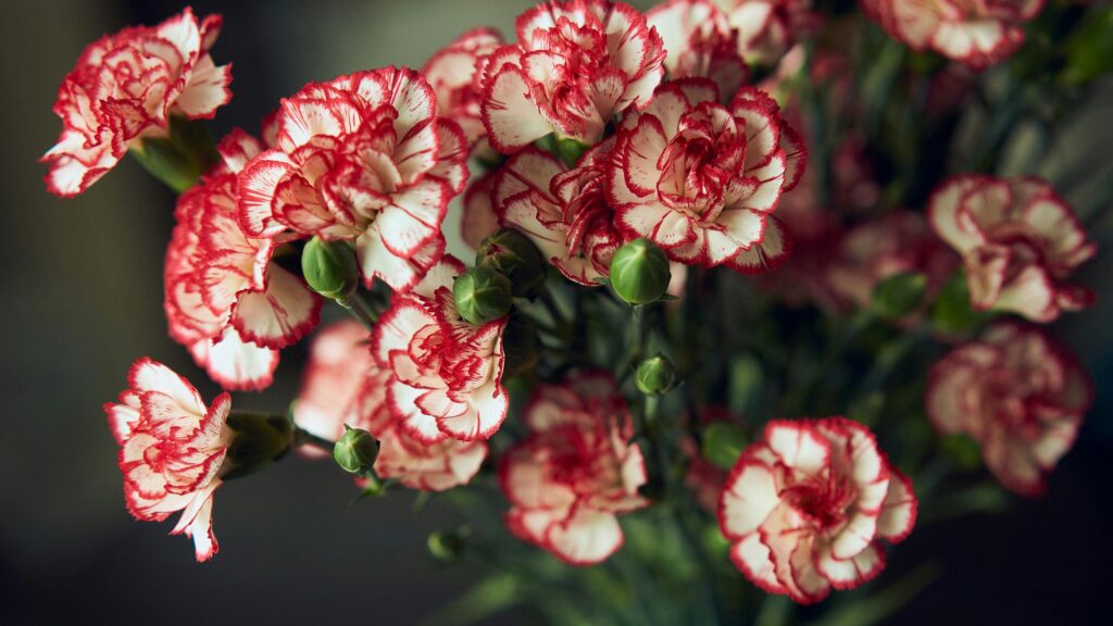 Stunning Red and White Carnation Flower Bouquet 4K Wallpaper
