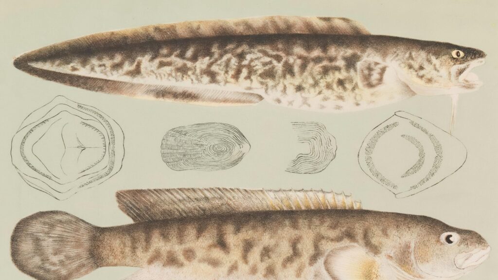 Vintage Natural History Fish Illustration Scientific Study PC Wallpaper
