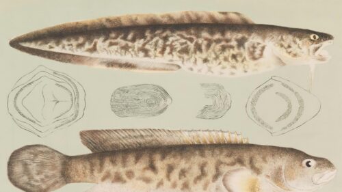 Vintage Natural History Fish Illustration Scientific Study PC Wallpaper