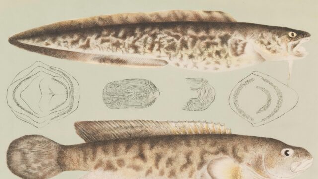 Vintage Natural History Fish Illustration Scientific Study PC Wallpaper