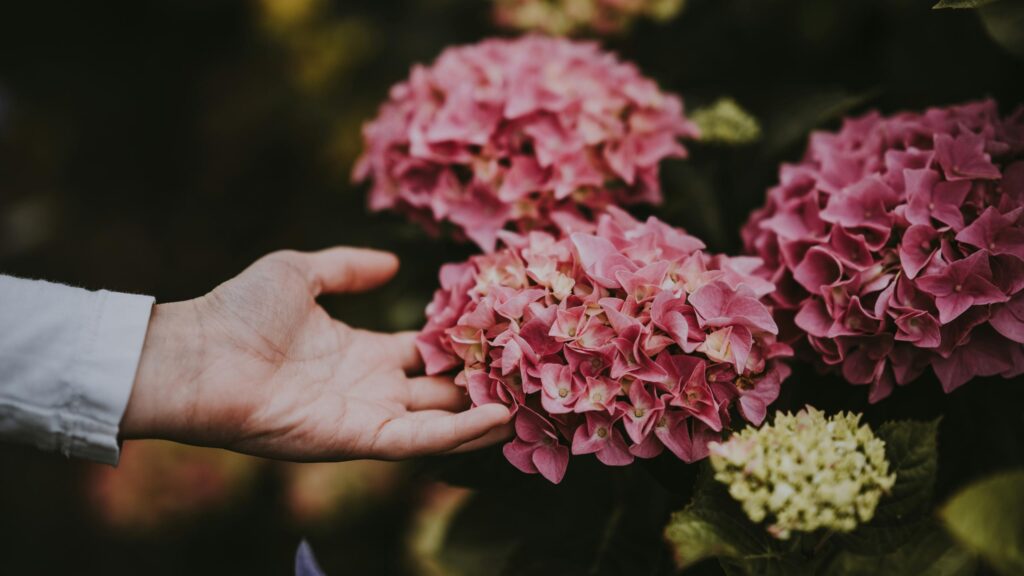 Pink Hydrangea Flower Bloom Hand Touch Nature Desktop Wallpaper