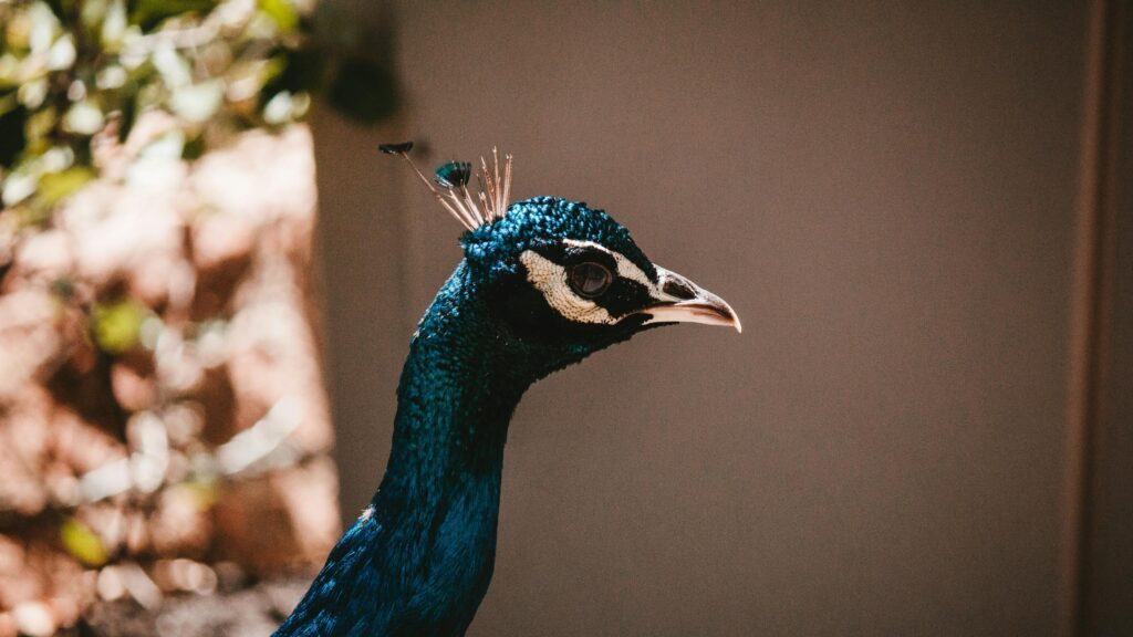 Majestic Blue Peacock Profile Close-up 4K Desktop Wallpaper