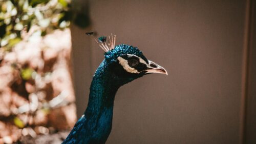 Majestic Blue Peacock Profile Close-up 4K Desktop Wallpaper