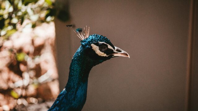 Majestic Blue Peacock Profile Close-up 4K Desktop Wallpaper