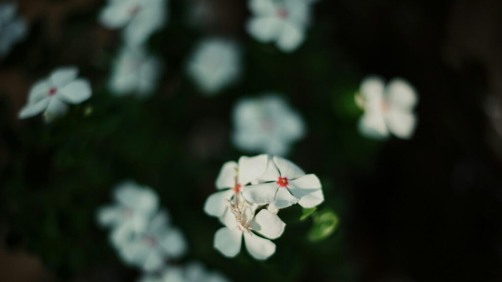 Beautiful White Vinca Flowers with Red Centers 4K Desktop Wallpaper