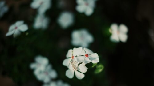 Beautiful White Vinca Flowers with Red Centers 4K Desktop Wallpaper