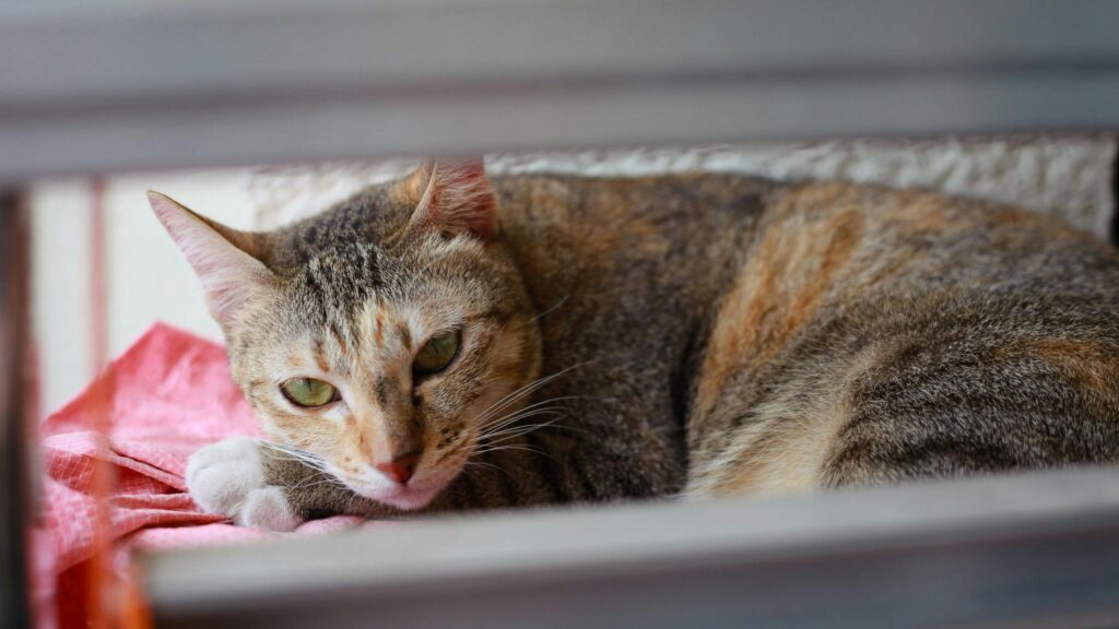 Cute Tortoiseshell Tabby Cat Resting Relaxed 4K Desktop Wallpaper