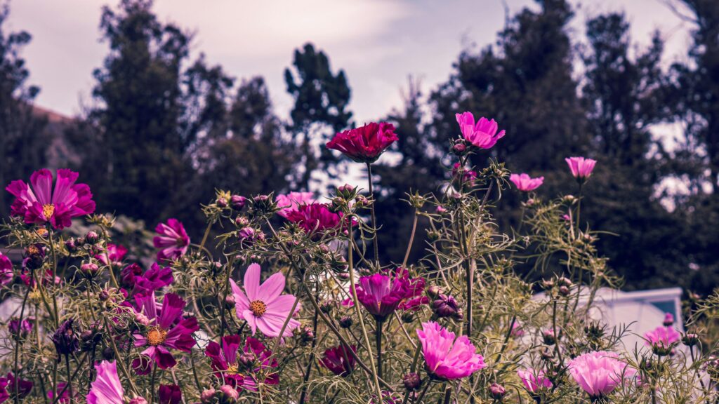 Vibrant Pink Cosmos Flowers Field at Twilight Desktop Wallpaper