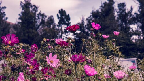 Vibrant Pink Cosmos Flowers Field at Twilight Desktop Wallpaper