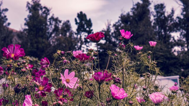 Vibrant Pink Cosmos Flowers Field at Twilight Desktop Wallpaper
