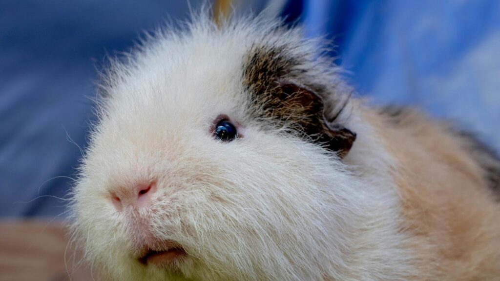 Cute Fluffy Guinea Pig Close-Up Macro 4K Desktop Wallpaper