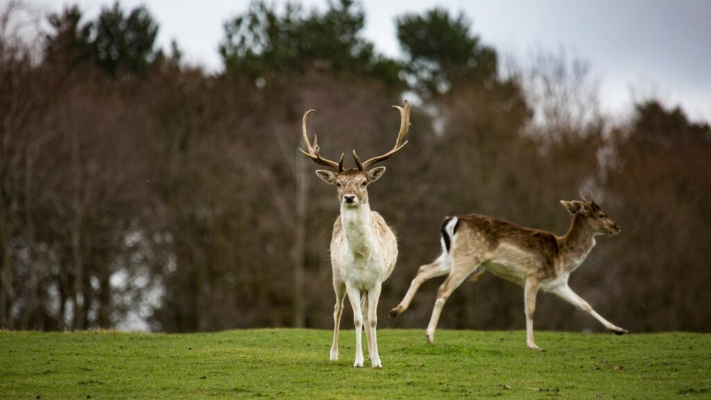 Majestic Fallow Deer Staring in Grassland Desktop Wallpaper