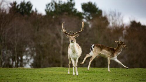 Majestic Fallow Deer Staring in Grassland Desktop Wallpaper
