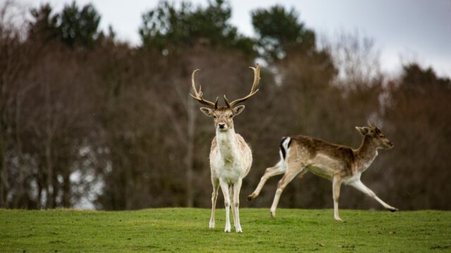 Majestic Fallow Deer Staring in Grassland Desktop Wallpaper