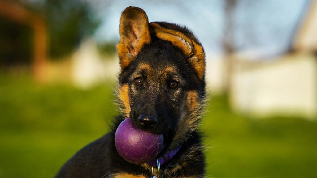 Adorable German Shepherd Puppy Holding a Purple Ball 4K Wallpaper