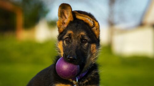 Adorable German Shepherd Puppy Holding a Purple Ball 4K Wallpaper