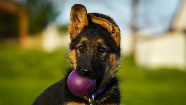 Adorable German Shepherd Puppy Holding a Purple Ball 4K Wallpaper