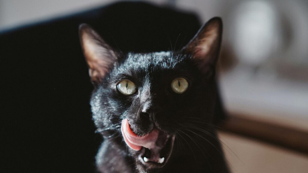 Close-up Portrait of a Black Cat Licking Its Nose 4K Desktop Wallpaper